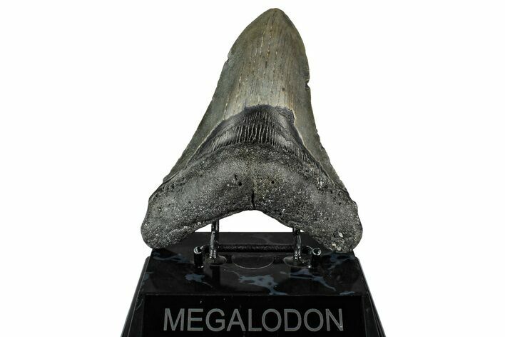 Fossil Megalodon Tooth - North Carolina #355835